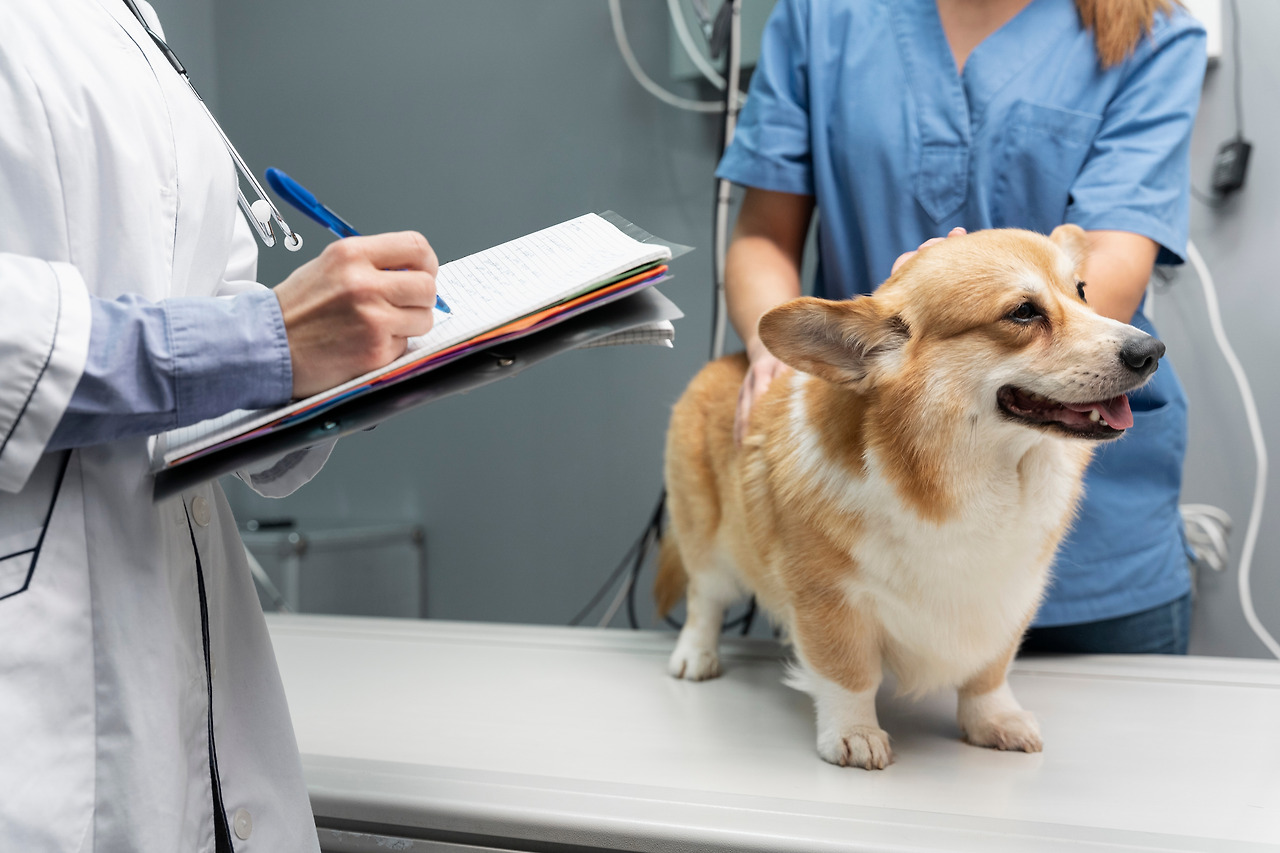 veterinarian-taking-care-of-pet-dog.jpg