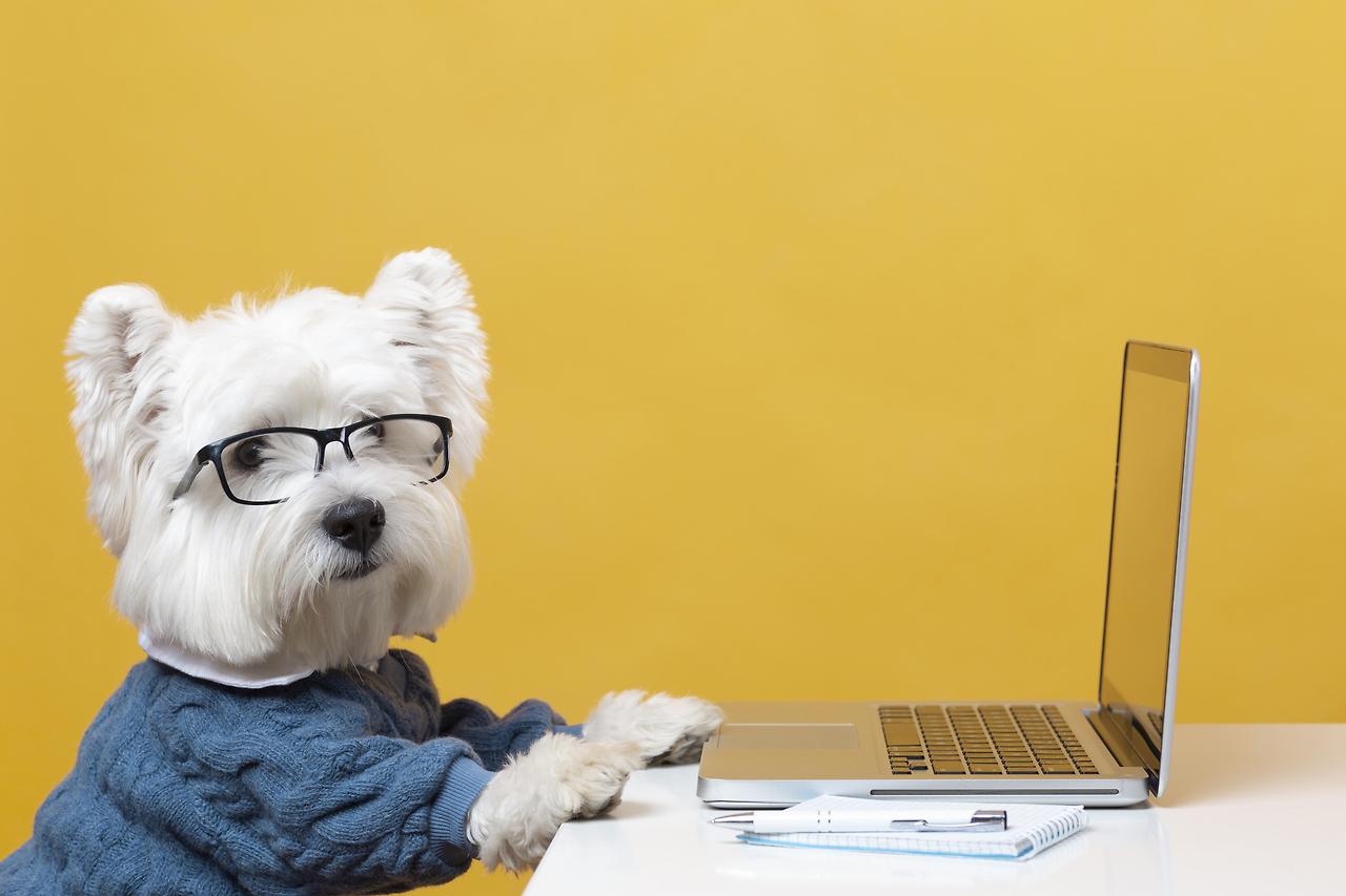 cute-little-dog-impersonating-a-business-person.jpg