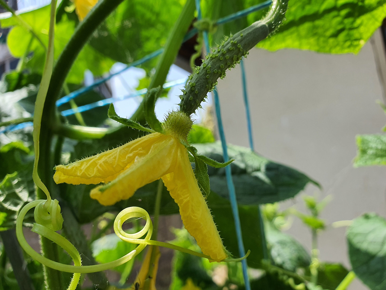 사진4_오이꽃과어린오이.jpg