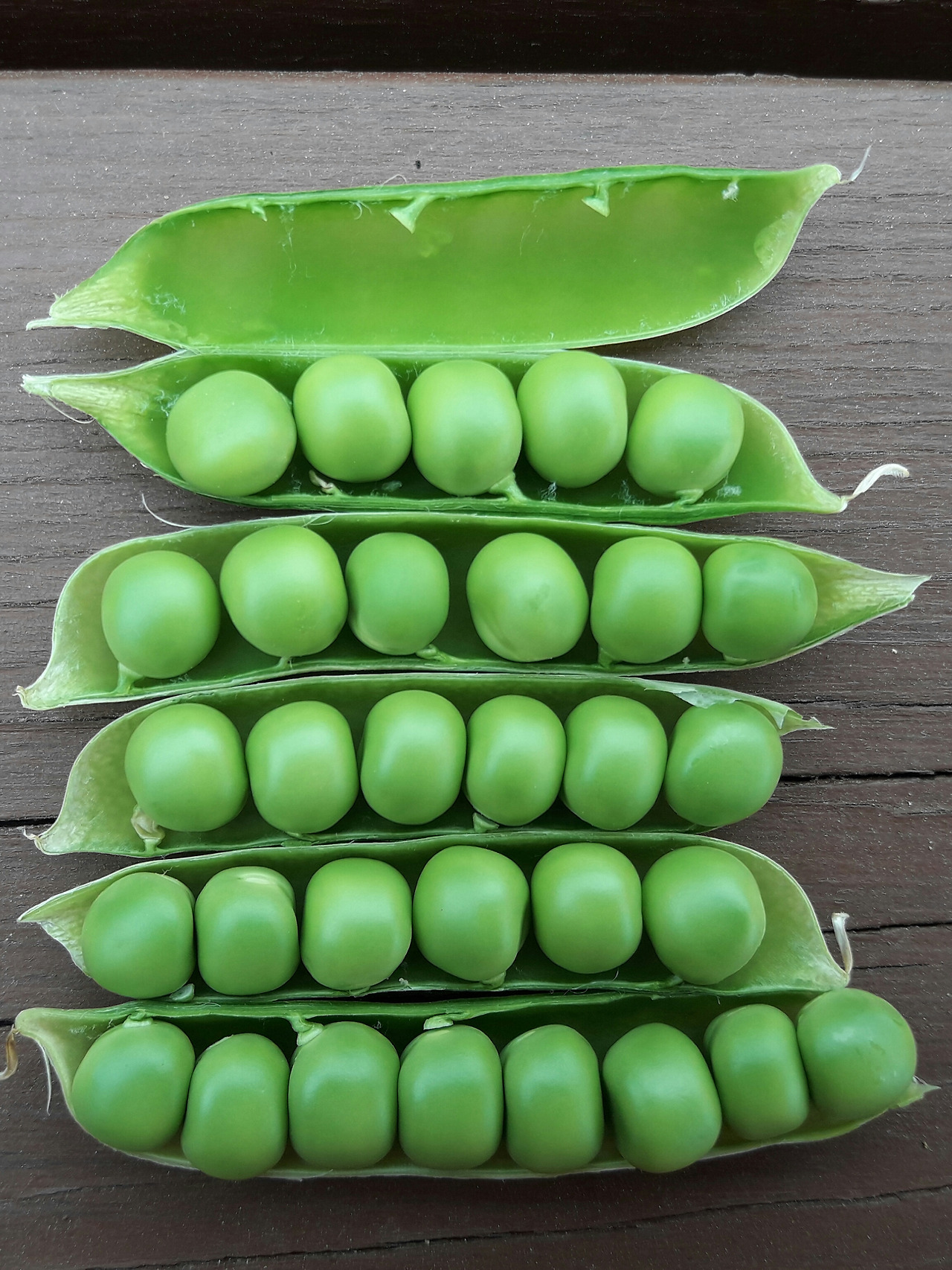 완두콩1.jpg
