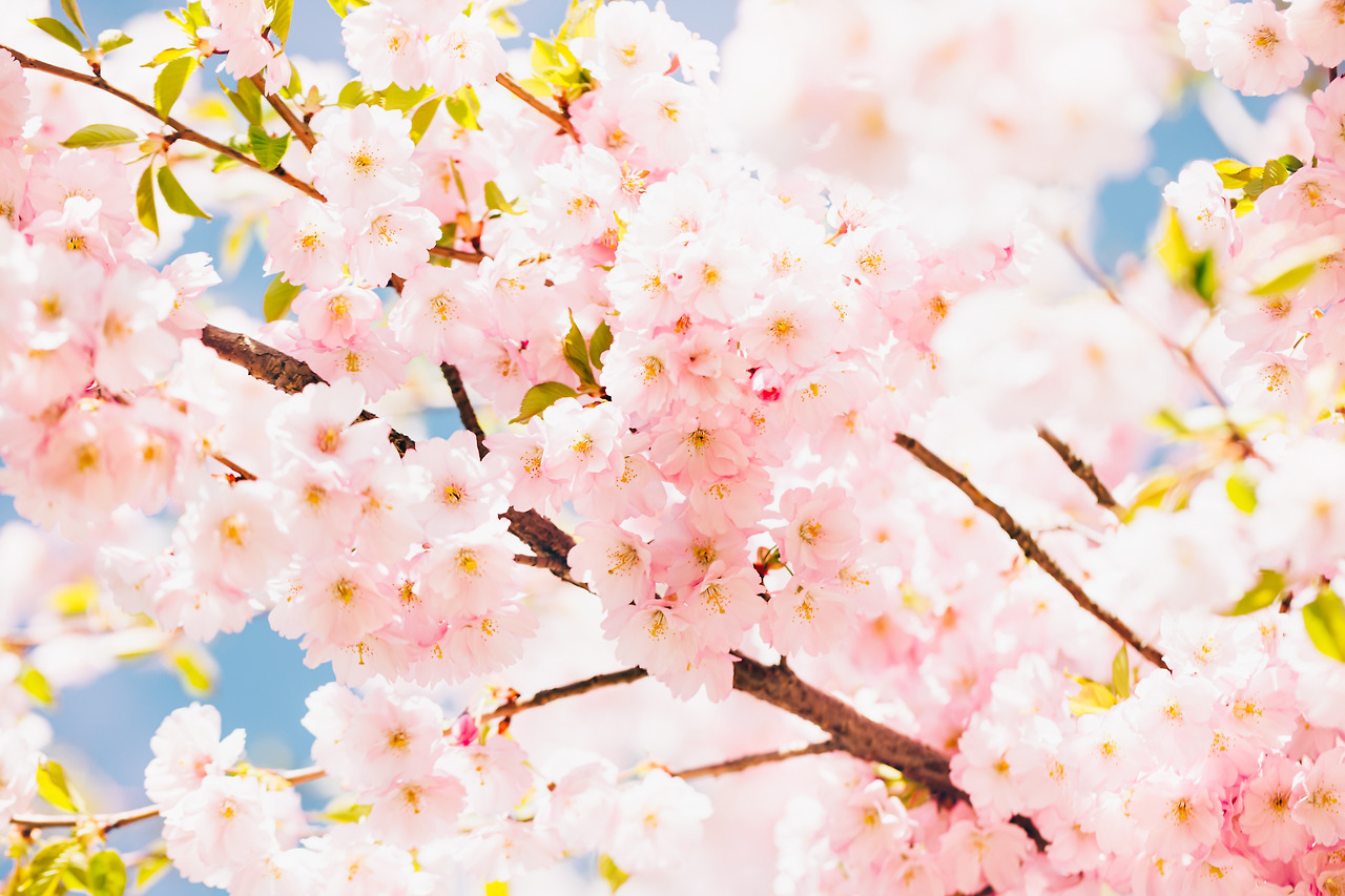 pink-cherry-blossom-branch-in-bloom-against-blue-s-2023-11-27-05-04-11-utc.jpg
