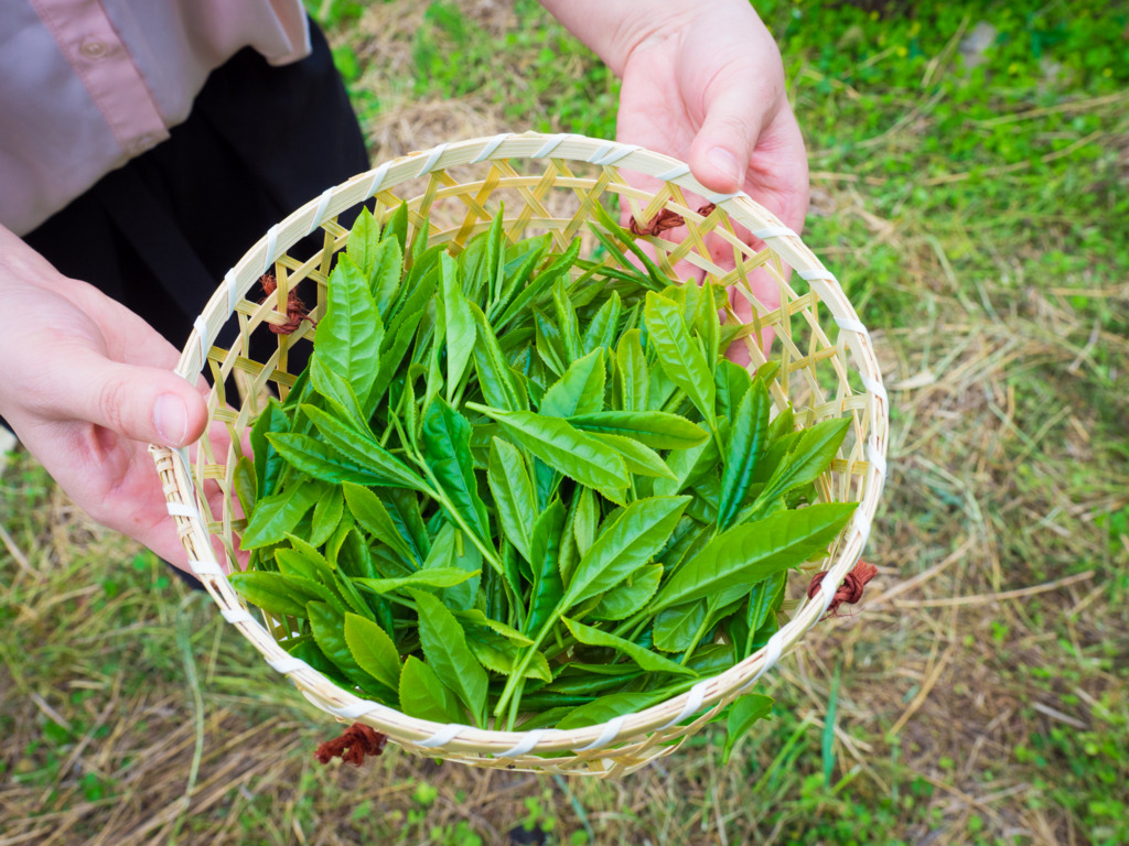 우지차_출처_구글재팬 검색.jpg
