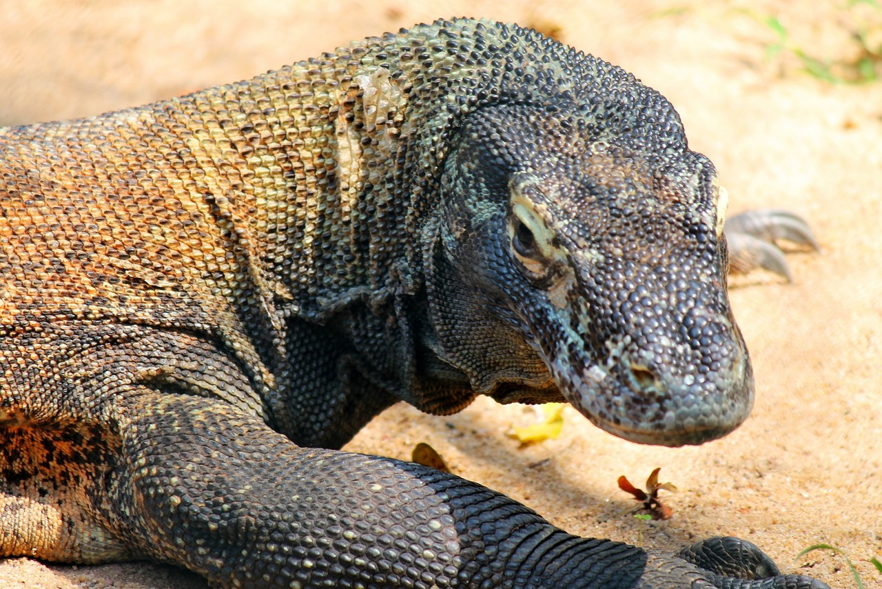 comodo-dragon-g0eb5eaac8_1280.jpg
