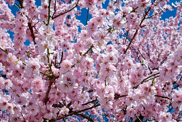 japanese-cherry-blossom-2168858_640.jpg