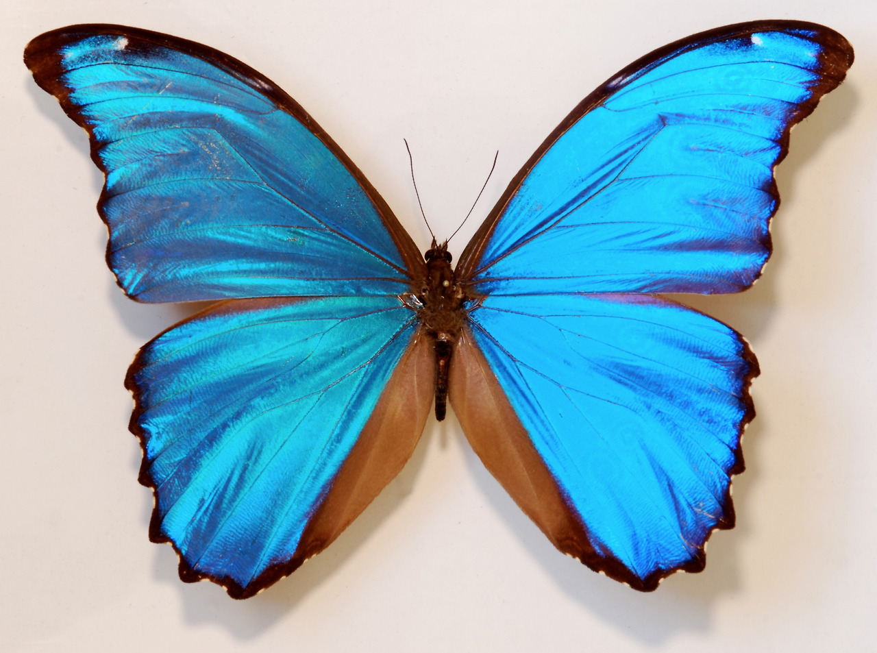 Giant_Blue_Morpho_(Morpho_didius)_(8364215797).jpg