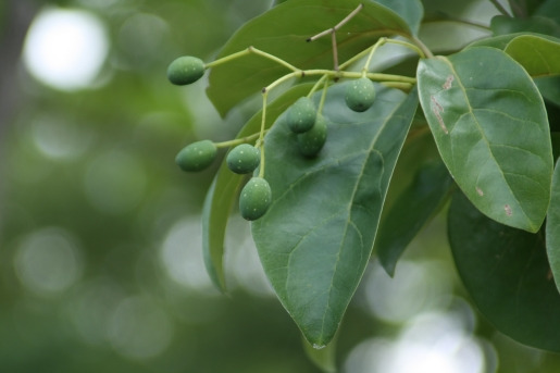 이팝 잎 열매.jpg