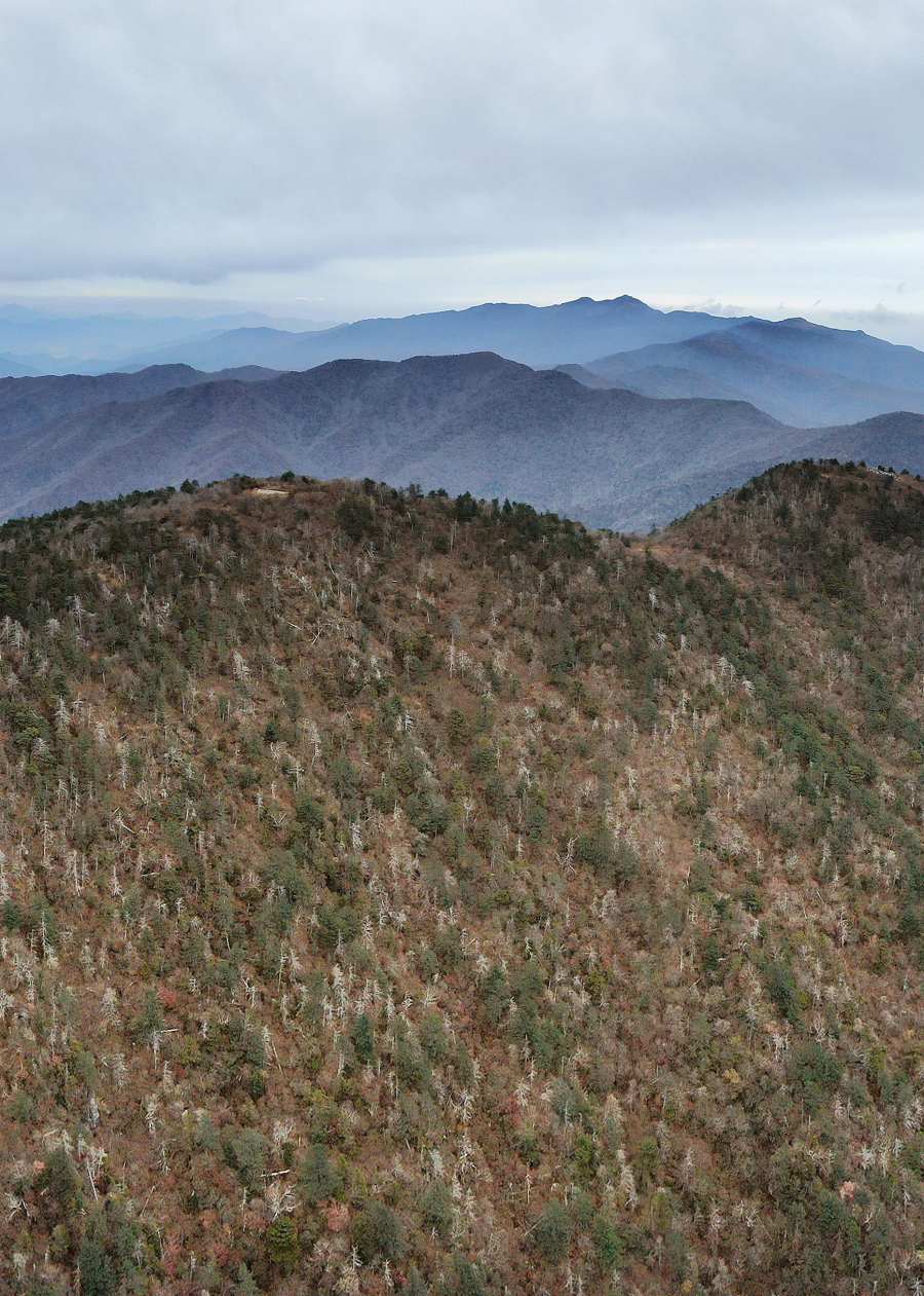 구상나무 고사 지리산.jpg