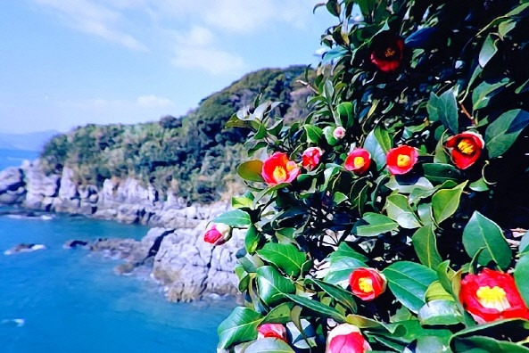 오동도 동백꽃 경향.jpg