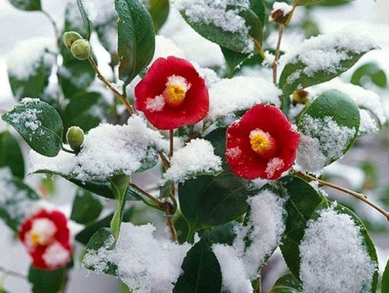 뉴시스 동백.jpg