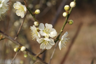 매화 잎자루.jpg