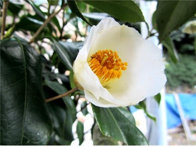 보길도 백동백 프레시안.jpg