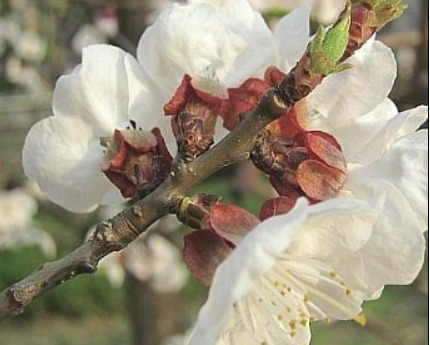 살구 꽃 받침.jpg