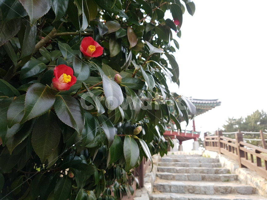 마량리 동백 숲.jpg