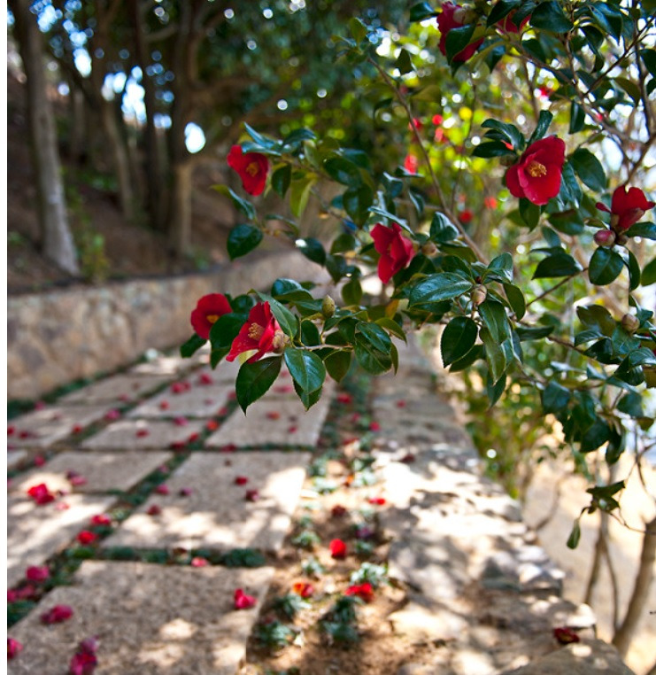 장사도 동백.jpg