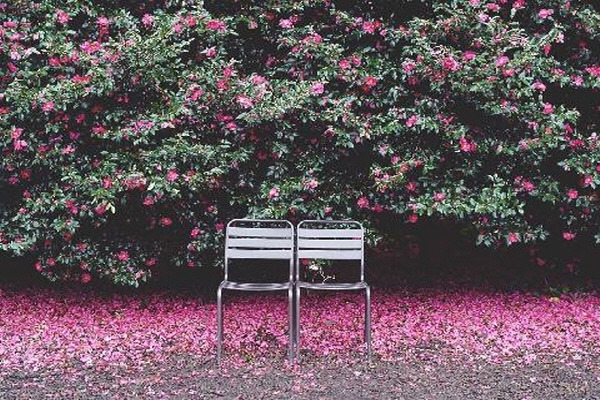 카멜리아 힐 동백-제주신문.jpg