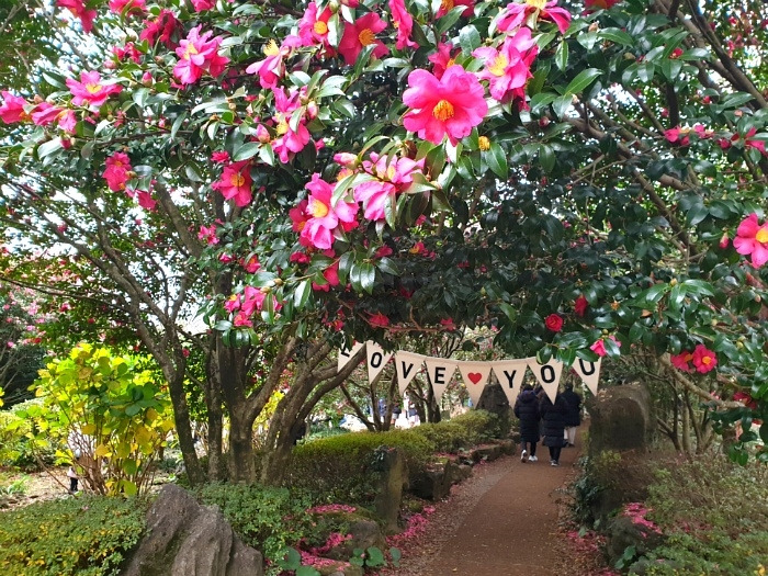 제주 카멜리아 힐.jpg