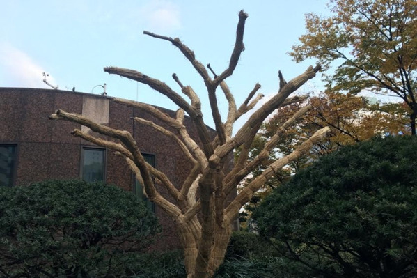 한국 아파트 신문 월동.jpg