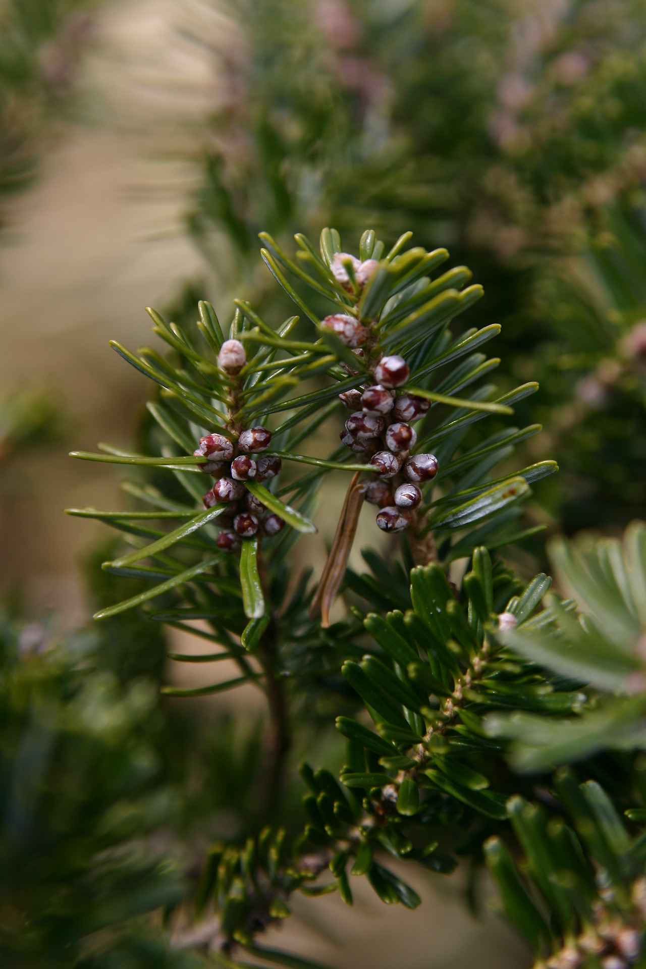 구상나무 잎 열매.jpg