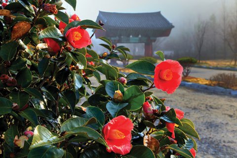 선운사 동백 조선.jpg