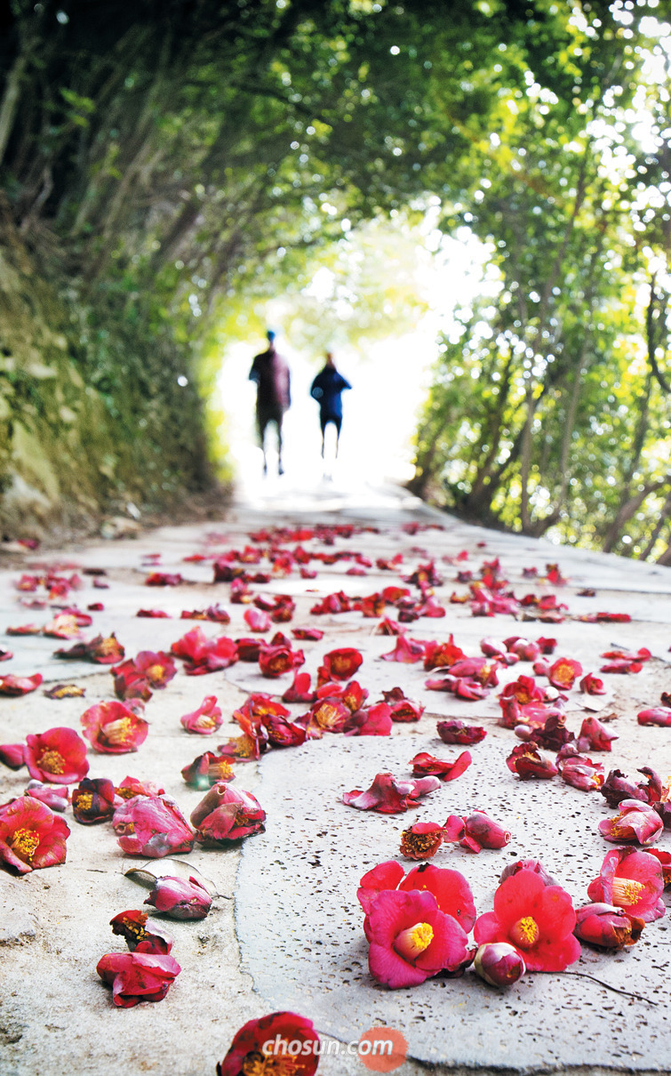 지심도 동백터널 조선.jpg