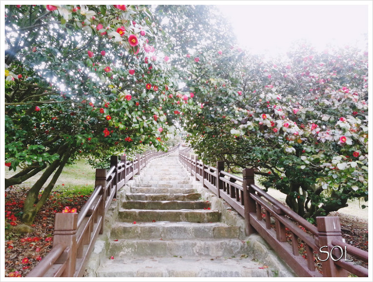 서청 마량리 동백 숲.jpg