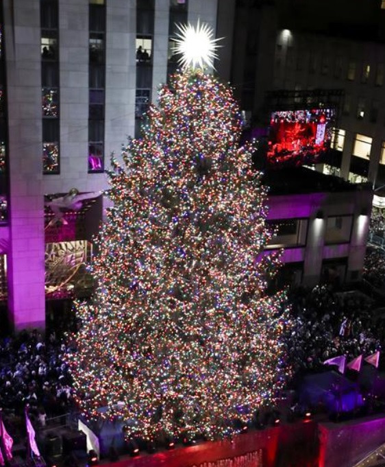 가문비 트리.jpg