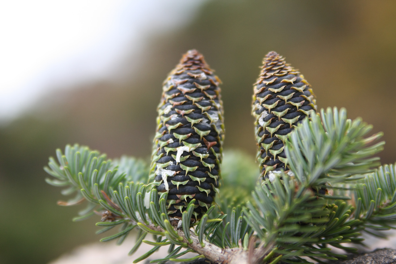 구상나무 꽃.jpg