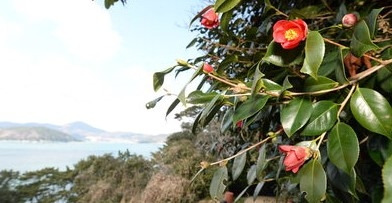 지심도 동백-경남신문.jpg