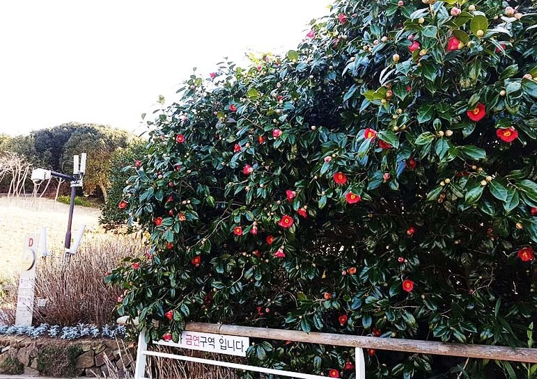 장사도 해상공원 동백.jpg