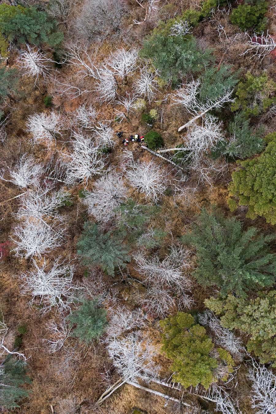 구상나무 고사1.jpg