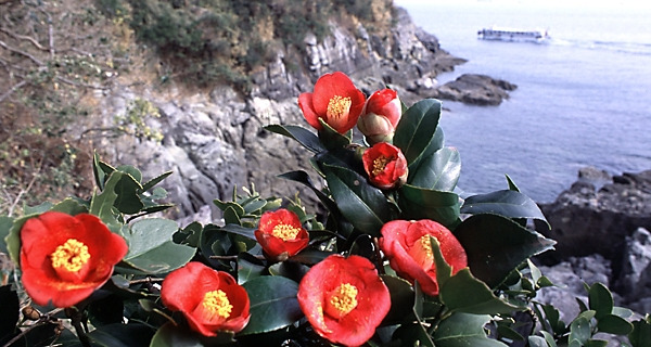 오동도 동백-남도일보.jpg