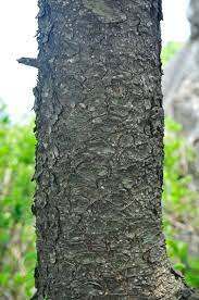 가문비 줄기.jpg