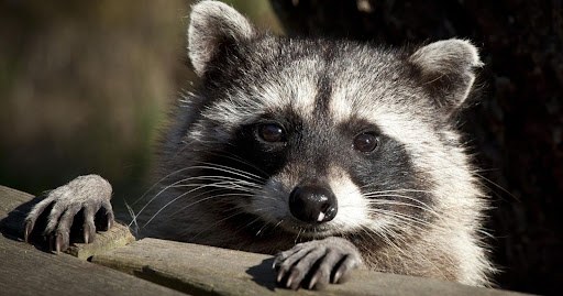 Raccoons-Facial-Marking.jpg