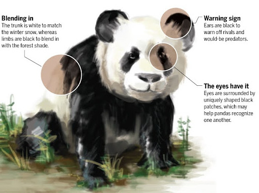 판다의 블랙 패치.jpg