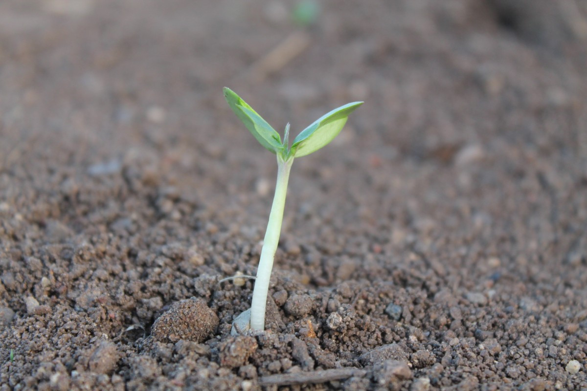 plant_sprout_dicotyledon_life_growing_seedling_young_soil-991736.jpg