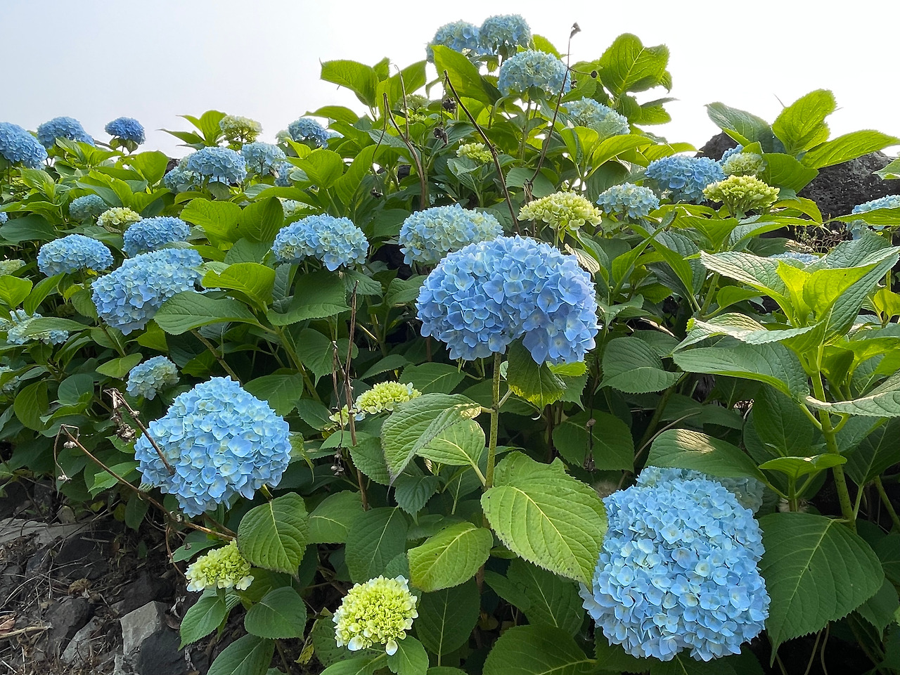 250531_수국수국 (2).jpg