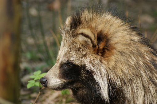 raccoon-dog-5921749__340.jpg
