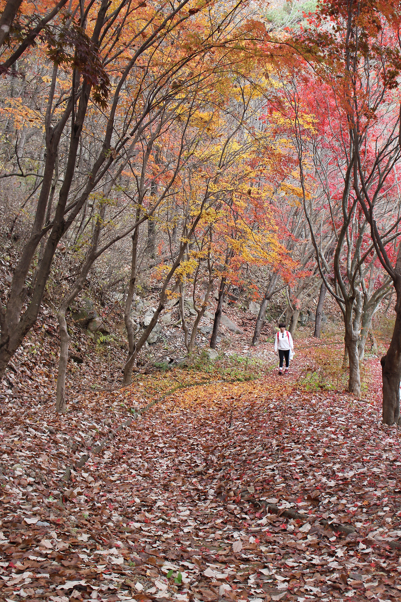강천산 낙엽길.jpg