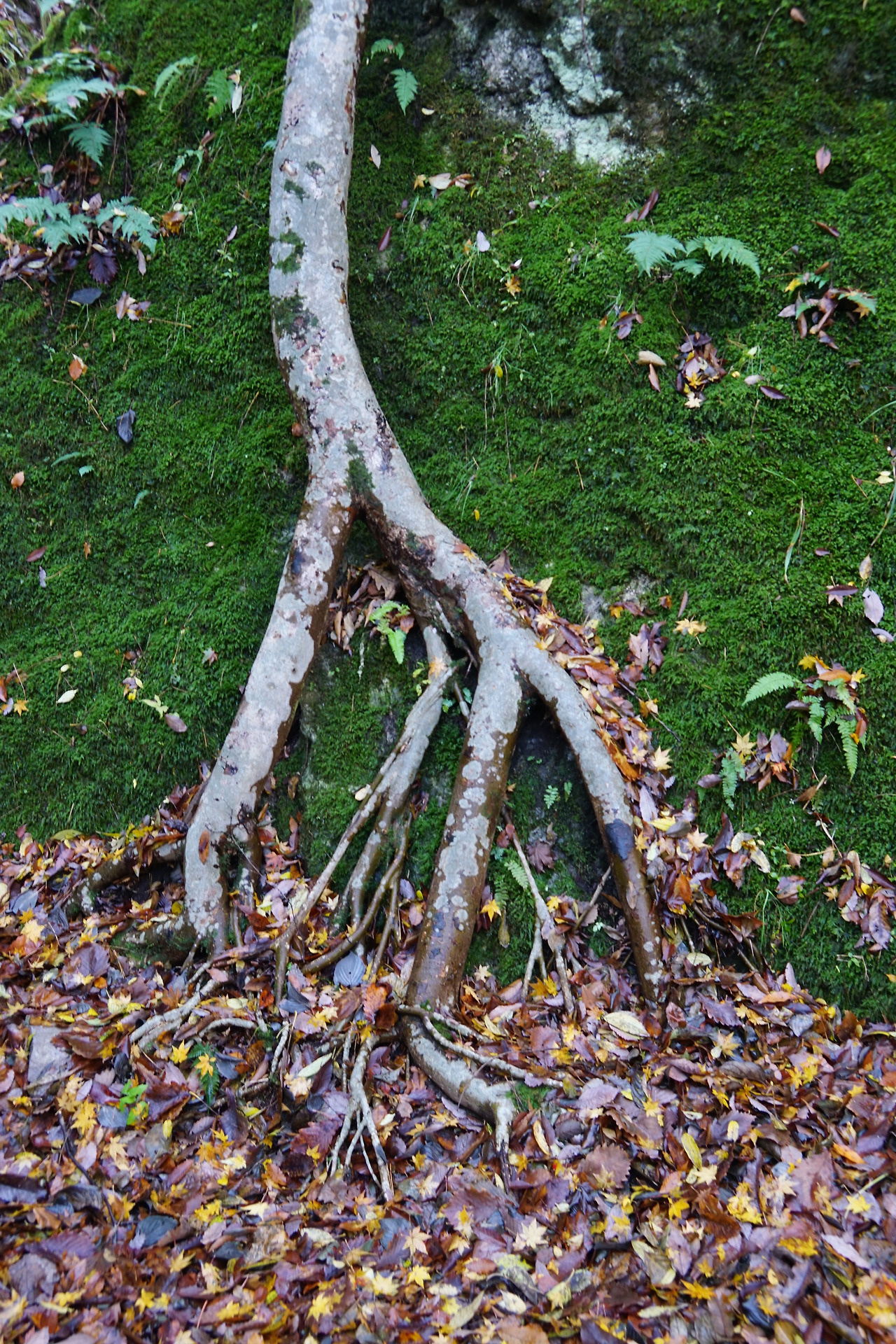 강천산 새구.jpg