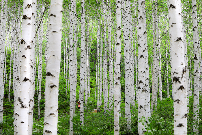 오월의 자작나무숲.jpg