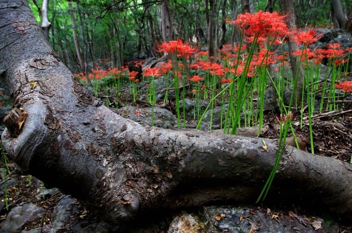불갑사 꽃무릇길.jpg