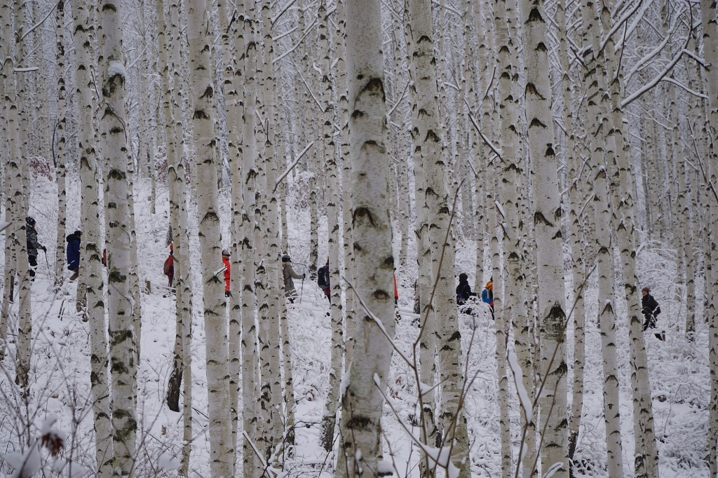 인제 자작나무숲.jpg