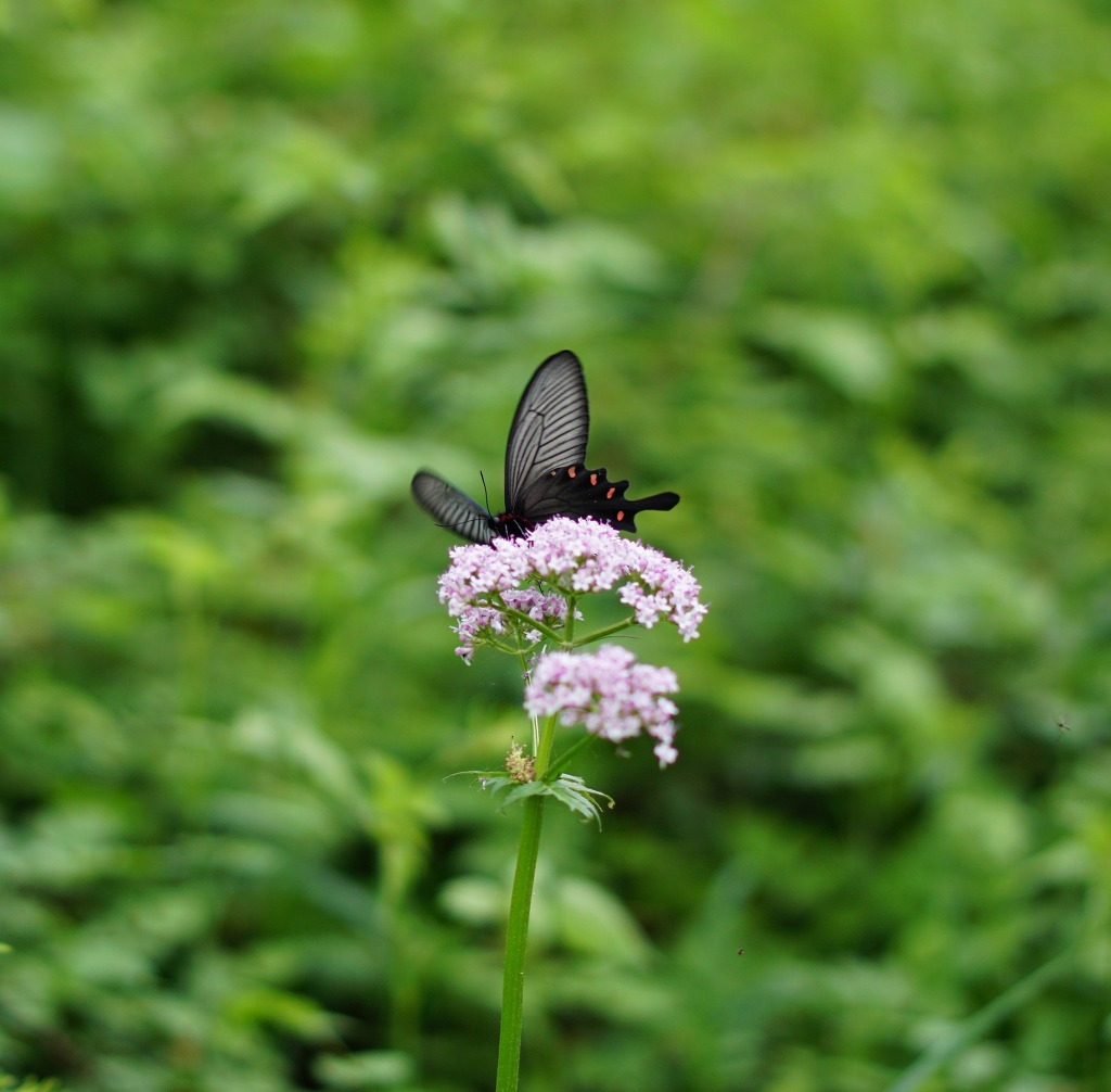 금대봉 들꽃 이.jpg