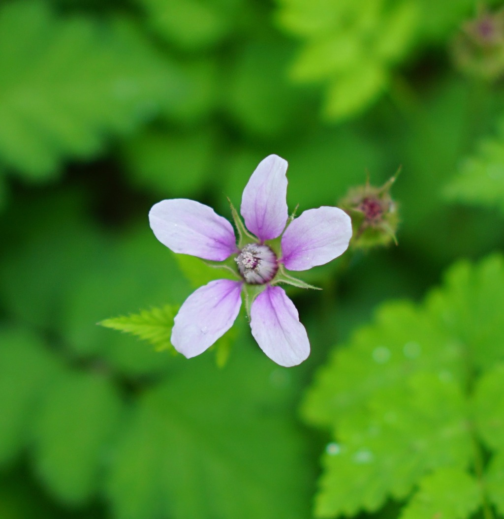 금대봉 둥근이질풀.jpg