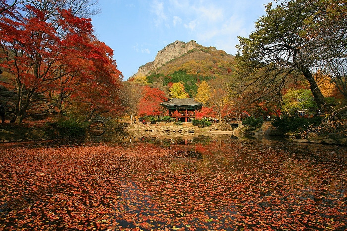 내장산 단풍트레킹.jpg