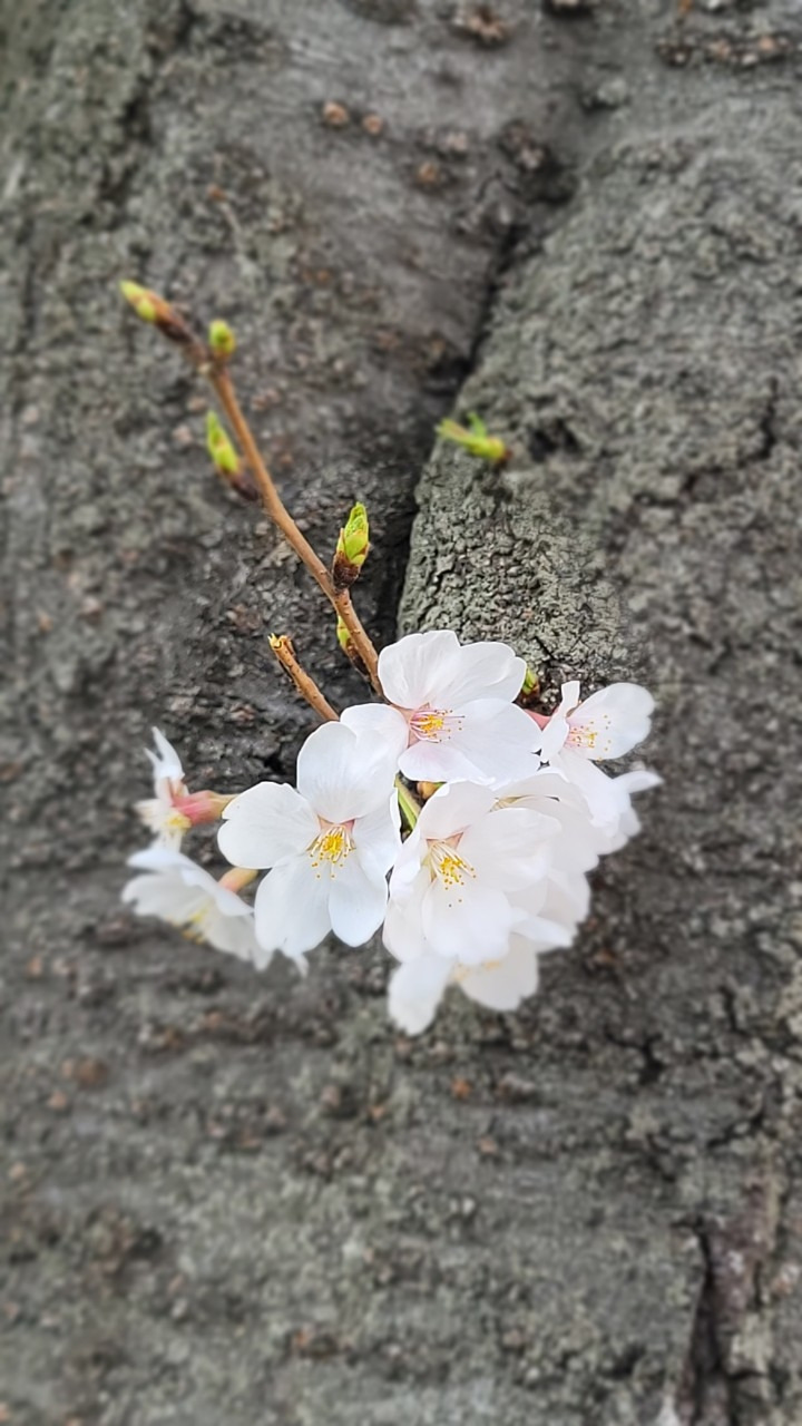 22. 그렇다 말하지 말자.jpg