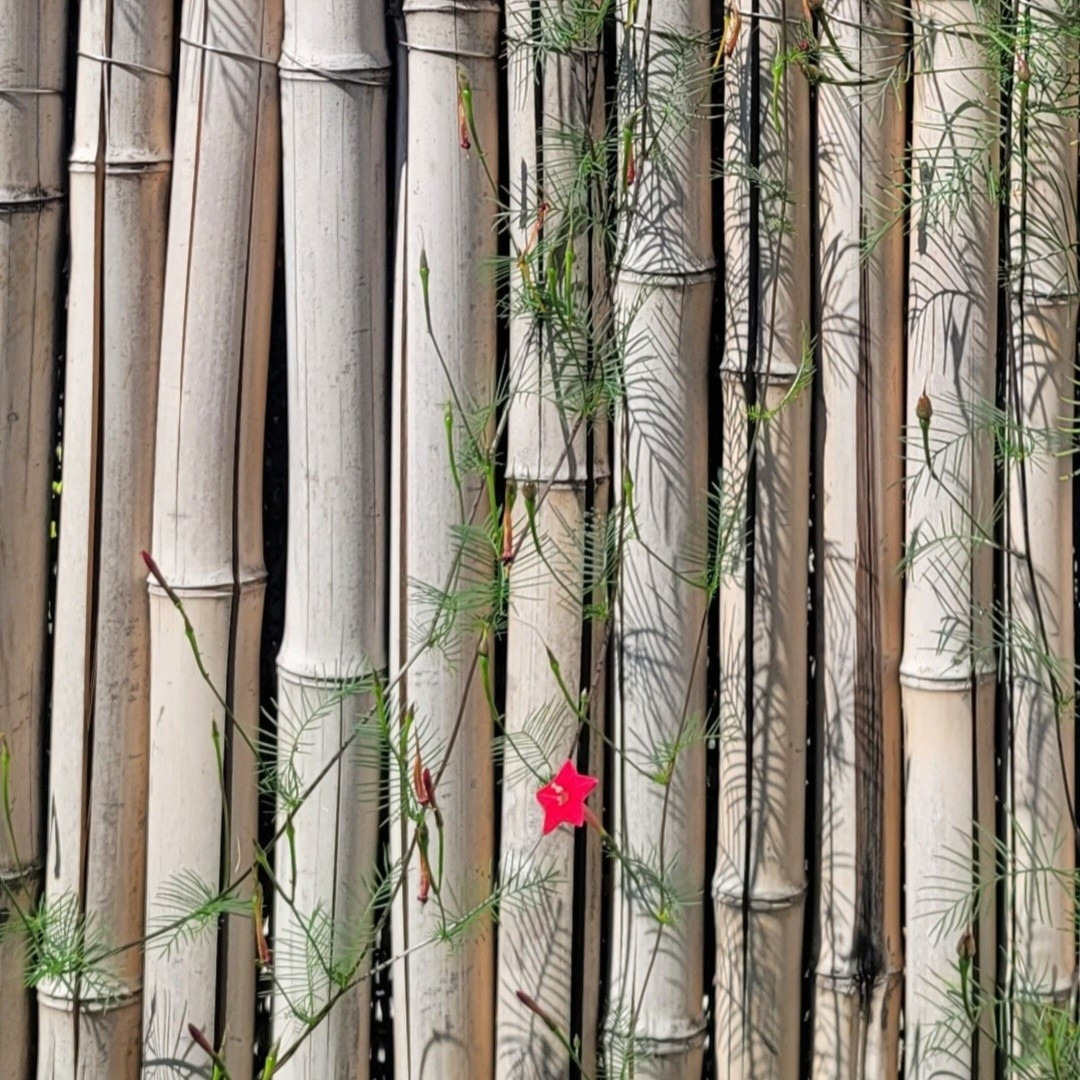 52. 슬픈 인연.jpg