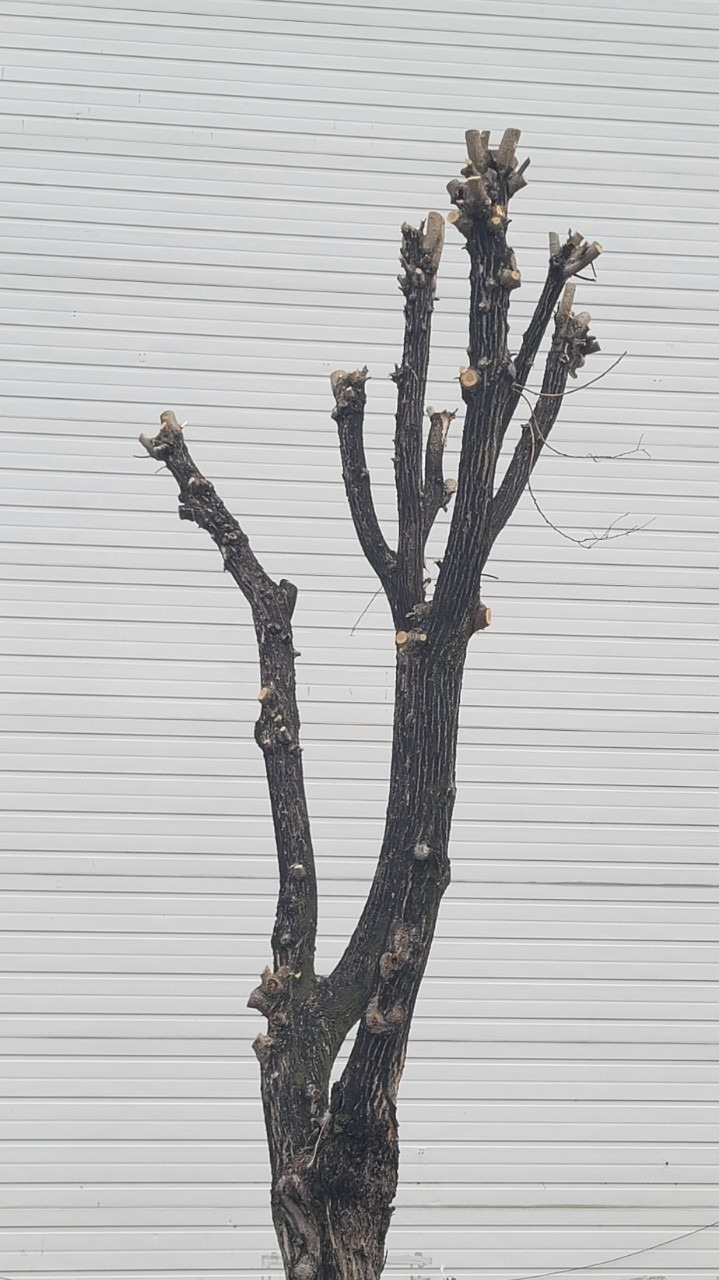 23. 나는 울지 않는다.jpg