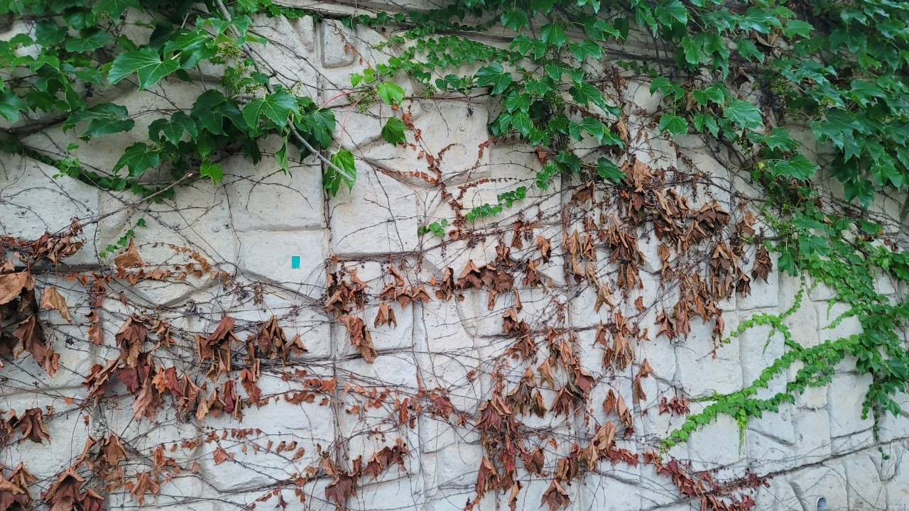 43. 화양연화.jpg