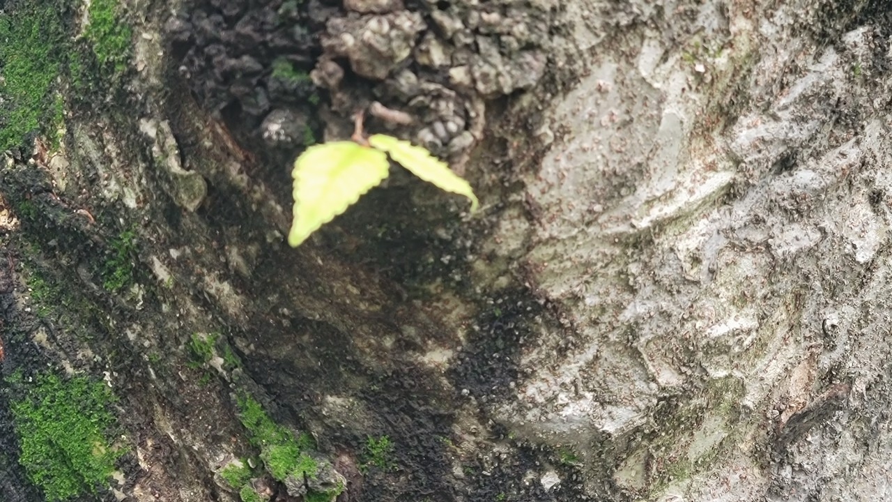 48. 추락하는 건 날개가 있다.jpg